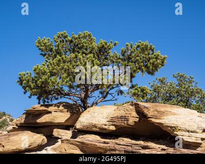 Young two-needle piñon pine tree (Pinus edulis), Golden Throne Trail, Capitol Gulch, Capitol Reef National Park, Torrey, Utah. Stock Photo