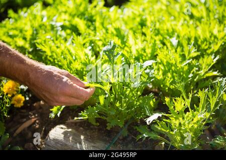 Man examining sapling in garden Stock Photo