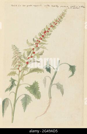 Chenopodium foliosum Aschers, formerly Blitum vergatum (Leafy goosefoot). . Stock Photo
