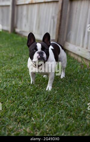 Black and White French Bulldog Pedigree Stock Photo