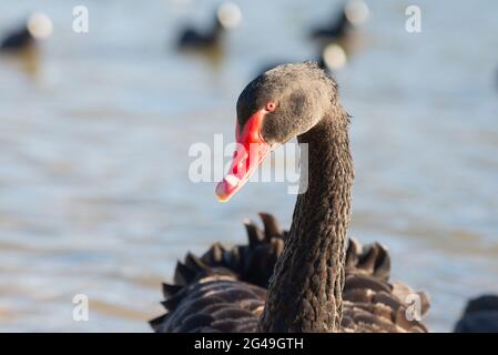 Black Swan in Melbourne, Australia Stock Photo