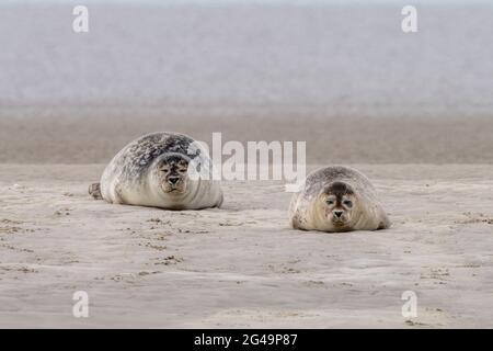 Two common seals basking in the sun on a sandbank in the Wadden Sea Stock Photo