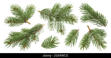 Christmas tree branches isolated on white background Stock Photo
