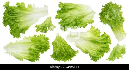Fresh lettuce leaves isolated on white background with clipping path Stock Photo