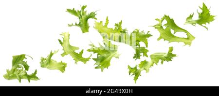 Frize salad, fresh lettuce leaves isolated on white background Stock Photo