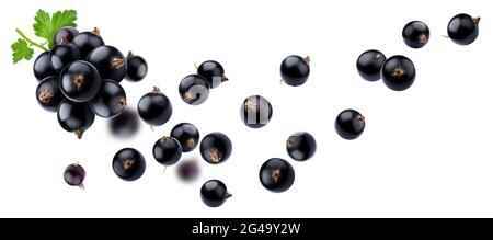 Falling black currant isolated on white background Stock Photo