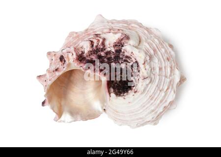 Sea clam shell close up isolated on white Stock Photo