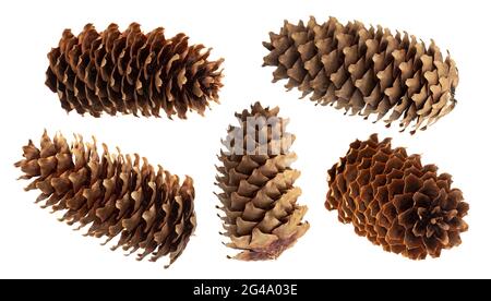 Fir cone isolated on white background with clipping path Stock Photo