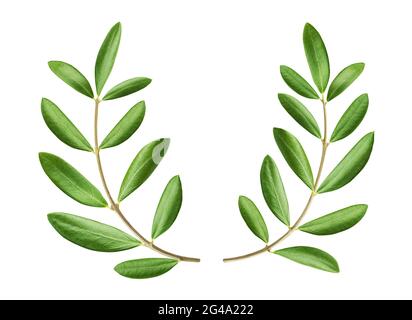 Olive wreath isolated on white background with clipping path Stock Photo