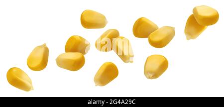 Falling corn seeds isolated on white background with clipping path Stock Photo