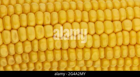 Corn seeds texture, macro, close up of raw yellow corn grains background Stock Photo