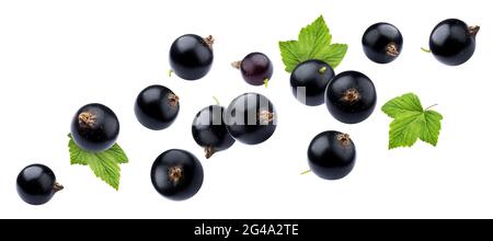 Black currant on white background with clipping path Stock Photo