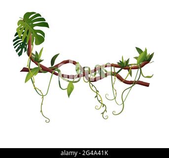 Liana or vine winding branches cartoon vector illustration. Jungle tropical climbing plants. Stock Vector