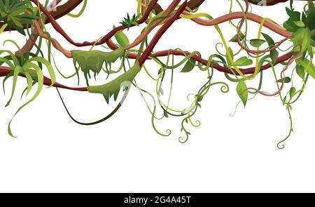 Liana or vine winding branches with tropic leaves background. Cartoon vector illustration. Jungle tropical climbing plants. Stock Vector