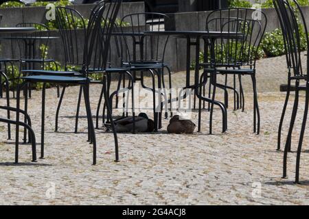 Two ducks sleep under some tables and chairs, ducks lying in the shade Stock Photo