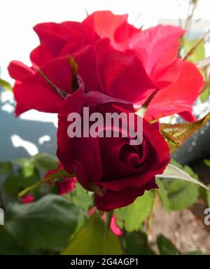Two red roses for a white wall. One flower is dark red and closed. This one is in focus The one out of focus is lighter red and opened Stock Photo