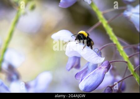 A close up of a bee resting on a flower in an Irish garden Stock Photo