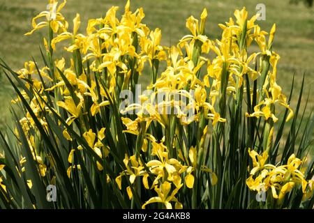 Yellow Irises group Iris halophila lutea flowers Irises clump forming in garden Stock Photo
