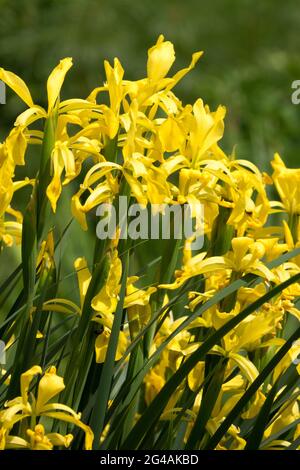 Yellow Irises flowers June Iris halophila Irises Stock Photo