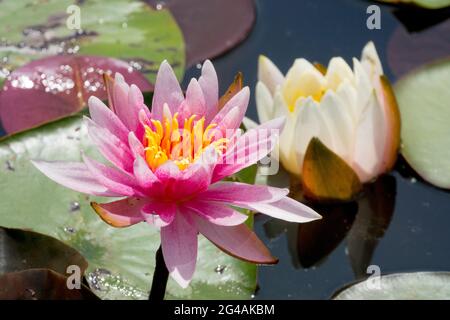 Water lily's Nymphaea Flower Water lily flower in pond Aquatic Plant Stock Photo