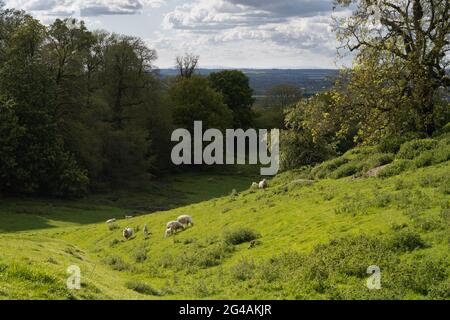 View over Weston Subedge with sheep and lambs, Cotswolds, Gloucestershire, England. Stock Photo