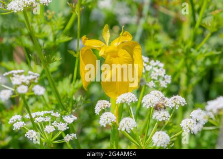 A wild Yellow Iris growing on a canalside. Stock Photo