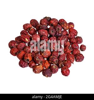Dry Branch plants with Crataegus aestivalis berries isolated on white. Stock Photo