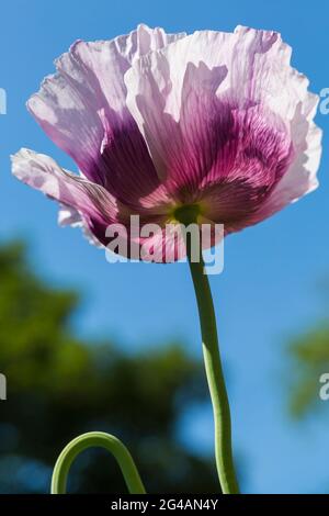 Purple pink poppy, papaver somniferum, from underneath against blue sky self sown seeded in domestic garden at Bournemouth, Dorset UK in June Stock Photo