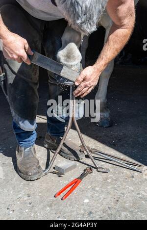 Farrier working on shoeing a horse. Filing down the hoof after fitting a new shoe. Stock Photo