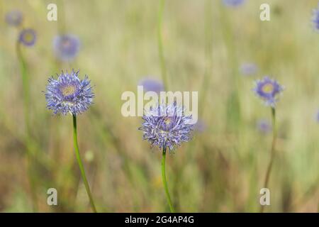 Jasione montana, blue bonnets flower in meadow closeup selective focus Stock Photo
