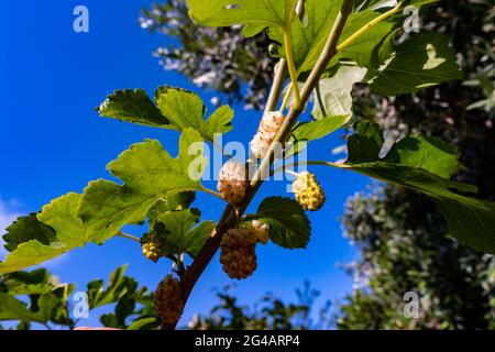 Mulberry fruits on mulberry tree with leaf with selective focus Stock Photo