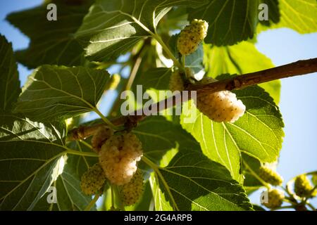Mulberry fruits on mulberry tree with leaf with selective focus Stock Photo