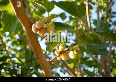Mulberry fruits on mulberry tree with leaf with selective focus Stock Photo