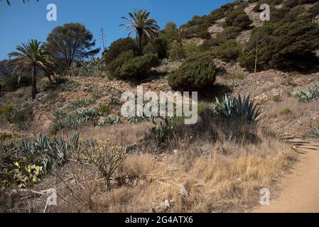 An old camino or pathway leads from La Gomera's Vallehermoso through Barranco de la Era Nueva to 730 meter high Teselinde ridge. Stock Photo