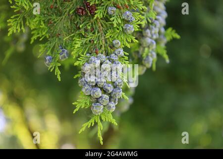Bonn Germany June 2021 Juniper berries on a tree against a rural green
