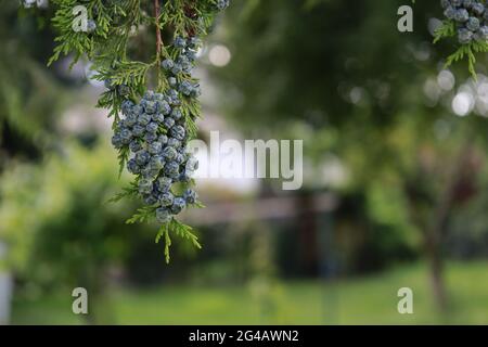 Bonn Germany June 2021 Juniper berries on a tree against a rural green