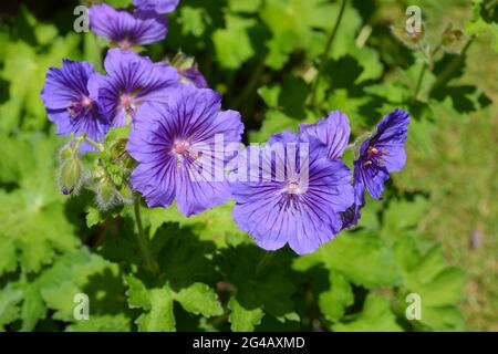 Hardy geranium also known as Cranesbill magnificum Rosemoor, plant detail showing purple flowers, buds and leaves Stock Photo