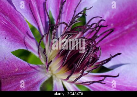 Extreme close up of the centre of a clematis 'nelly moser' flower Stock Photo