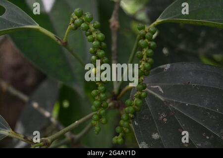 green color black pepper with leaves-Thulapppally ,Kerala , India Stock Photo