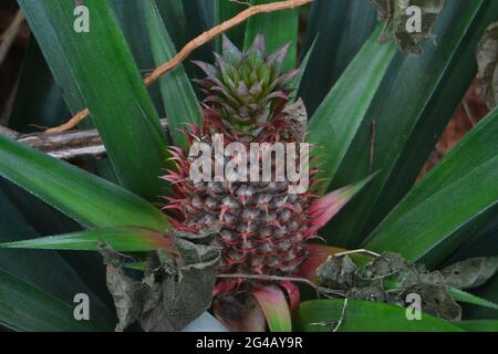 A young pineapple growing in Thulappally Kerala Stock Photo