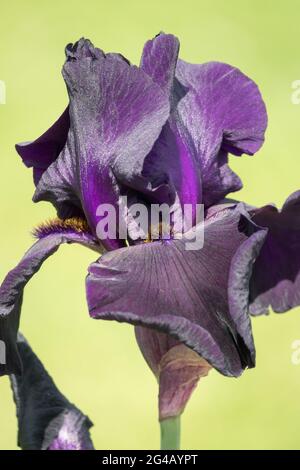 Tall bearded Iris flower 'Interpol' dark flower Stock Photo