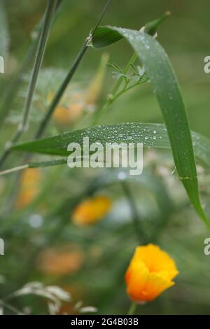Nature / Weather Concept - Close-up view of raindrops on long grass Stock Photo