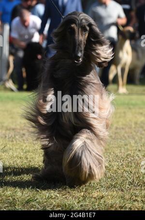 Afghan Hound at a dog show The Afghan Hound is a hound that is distinguished by its thick, fine, silky coat and its tail with a ring curl at the end. Stock Photo