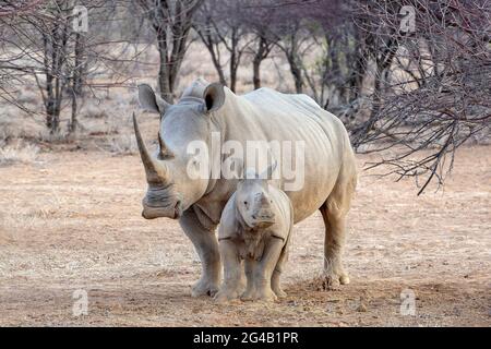 White rhinoceros with her baby in Namibia, Africa Stock Photo