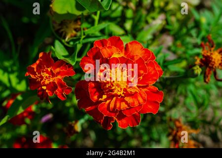 bright young red flowers of the Aster family marigolds with green leaves under the bright summer sun Stock Photo