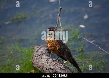 Juvenile Robin Stock Photo