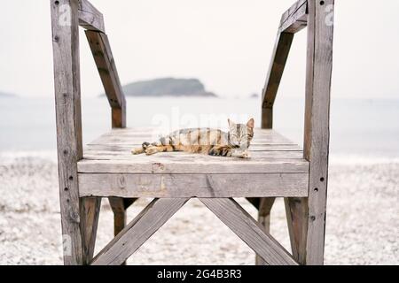 Tabby cat lies on a wooden pier on a pebble beach Stock Photo