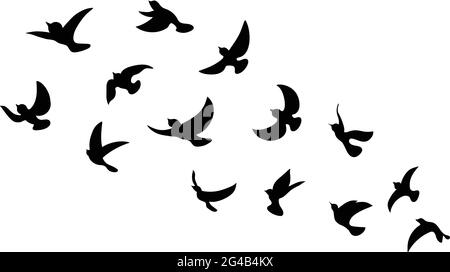 Black Bird Silhouette Against White Background No Sky. Birds from Different parts of World. Common Birds. Bird Icon Vector Illustrations Isolated. Stock Vector