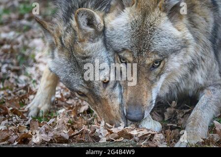 Wolf, Canis lupus, portrait