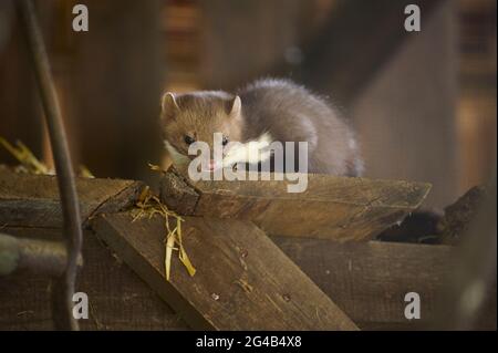 Stone Marten, Beech Marten, Martes foina Stock Photo